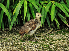 burung-merak 2 senarai